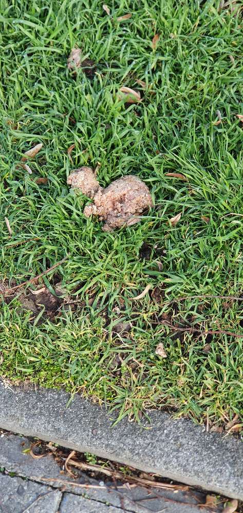 Giftköder-Rohe Frikadelle-Profilbild