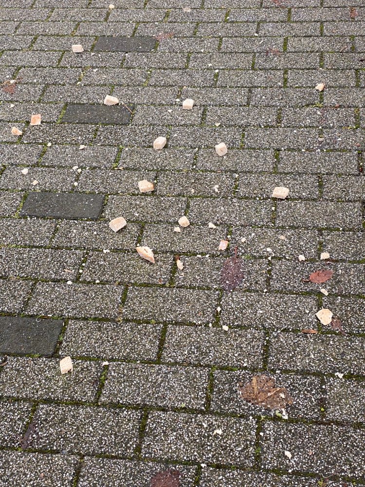 Giftköder-Brotkrümel (verdächtig)-Profilbild