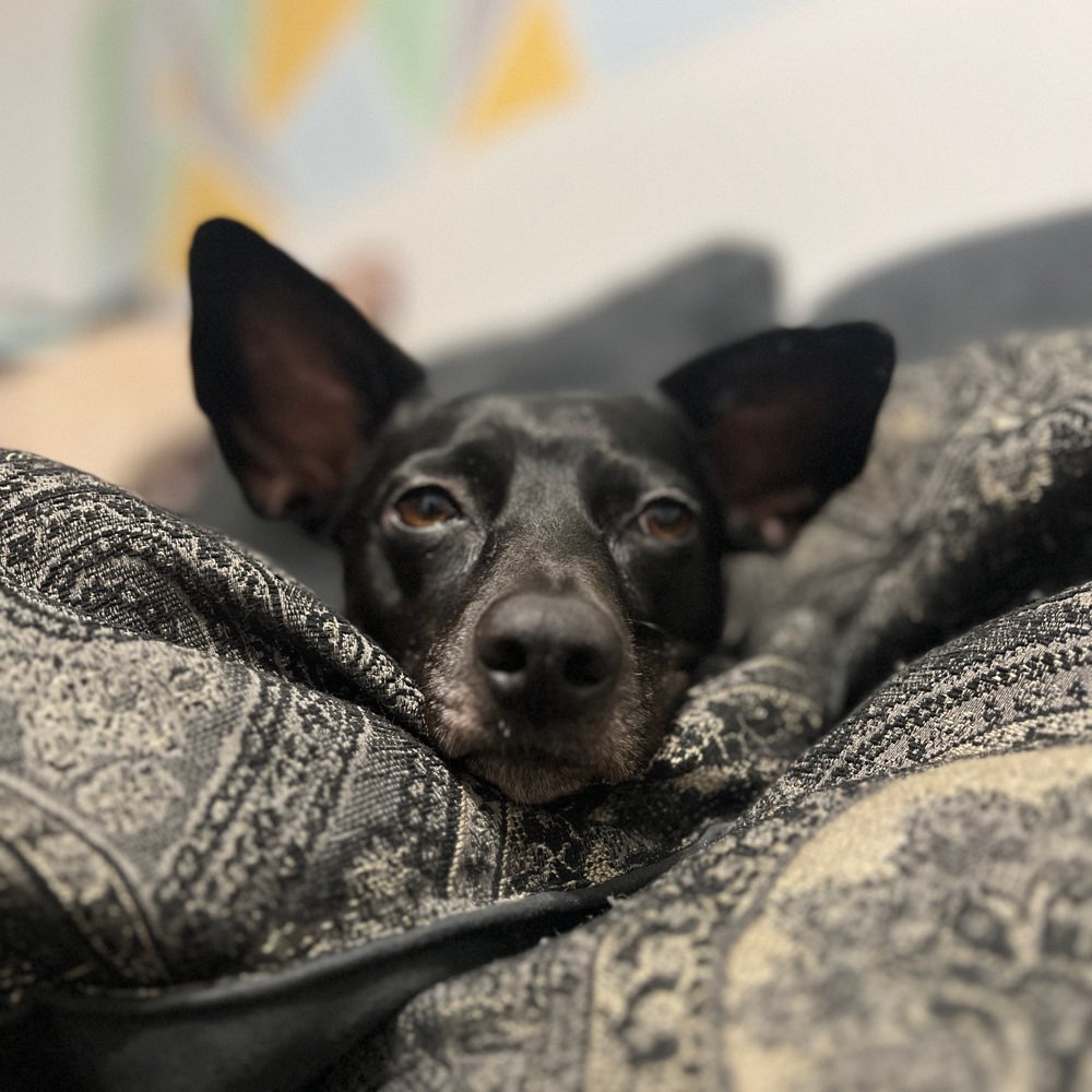 Hundetreffen-Gassirunde mit Freilauf-Profilbild