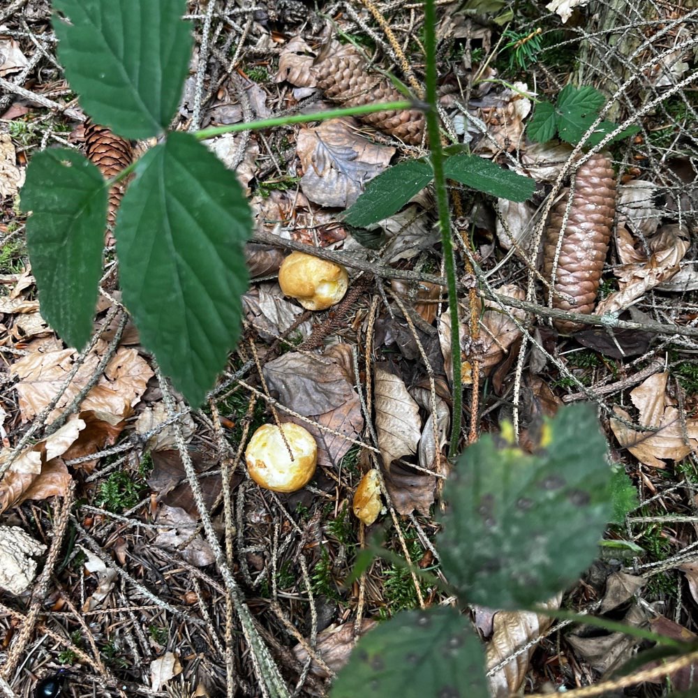 Giftköder-Windbeutel und halbes Baguette-Profilbild