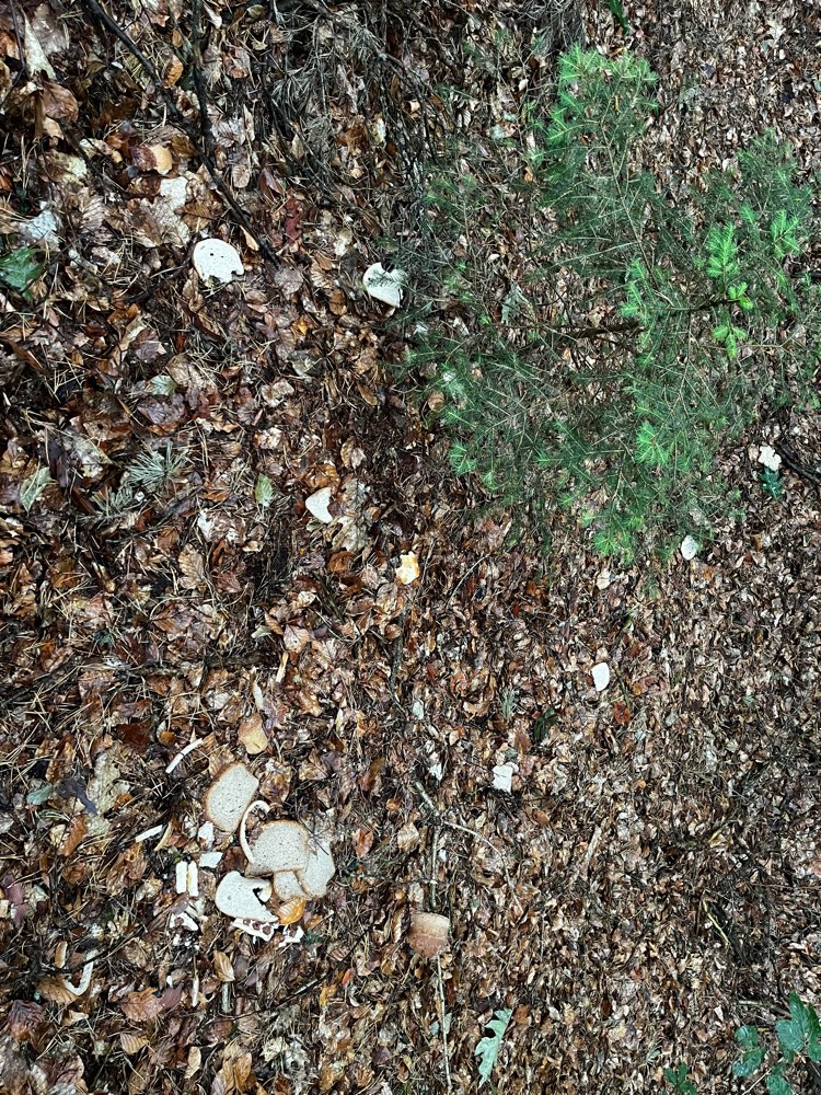 Giftköder-Richtig viel Brot-Profilbild