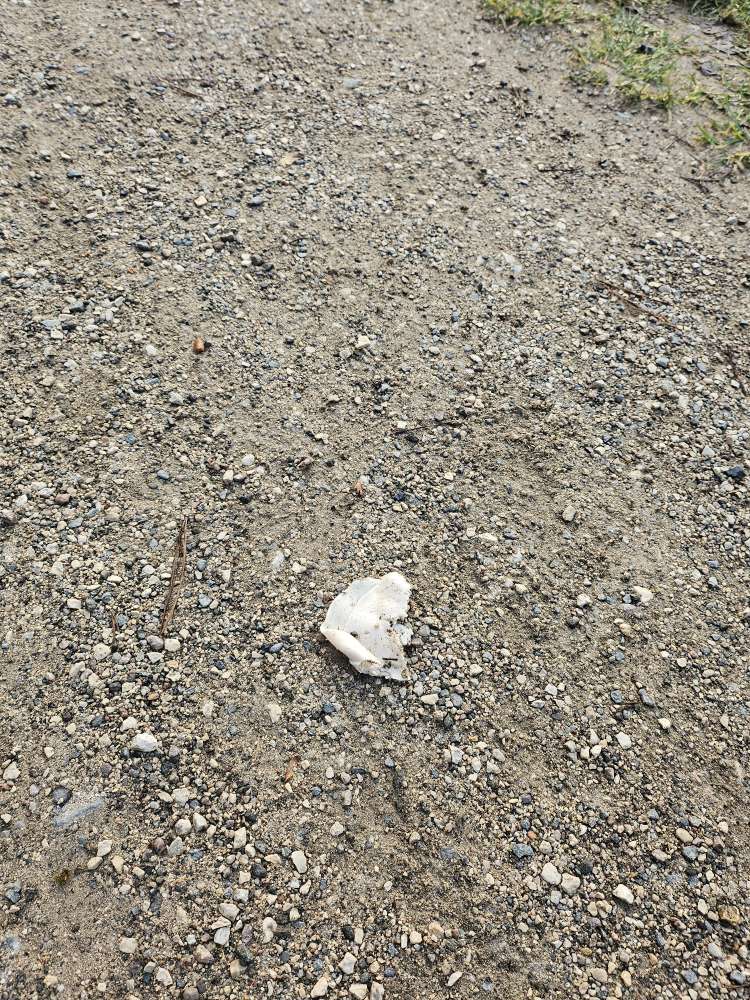 Giftköder-Giftköderverdacht-Profilbild