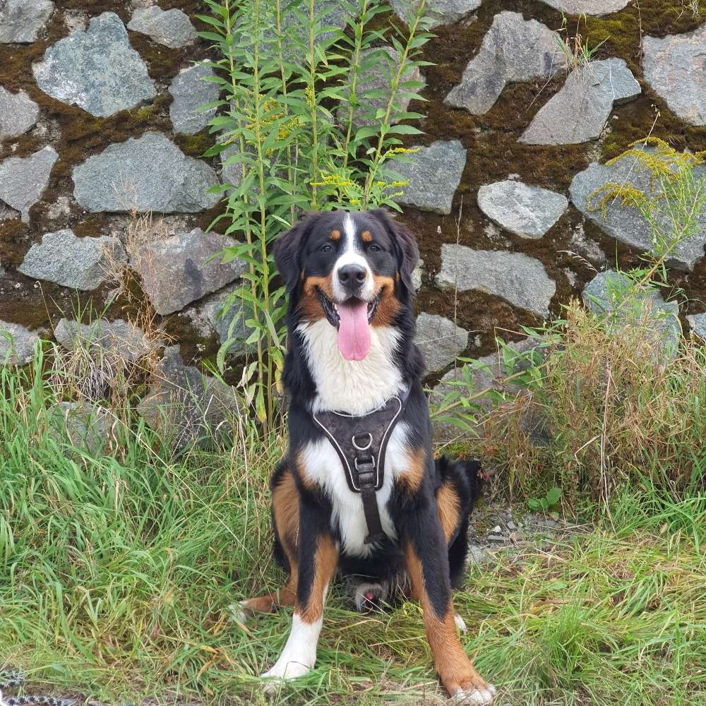 Hundetreffen-Spielrunde-Profilbild