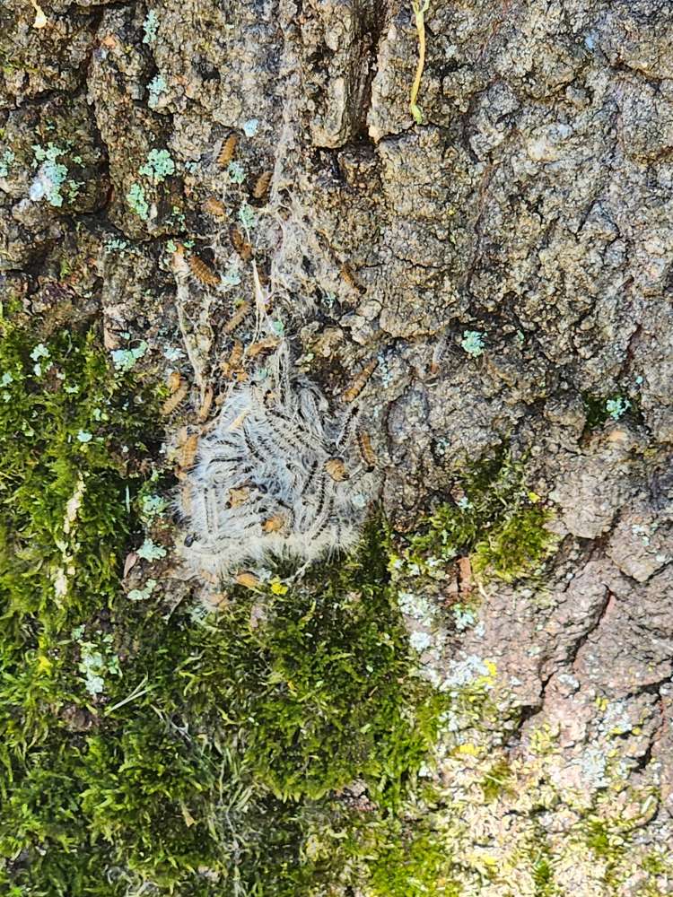 Giftköder-Eichen-Prozessionsspinner-Profilbild