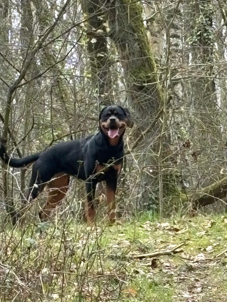 Hundetreffen-Spiel Treffen-Profilbild