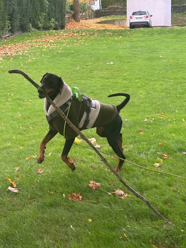 Hundetreffen-Spielkameraden gesucht :)-Profilbild