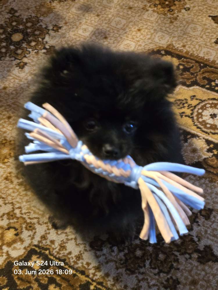 Hundetreffen-4 Monate 2,2Kg Kleinspitz sucht positive Erfahrungen-Profilbild
