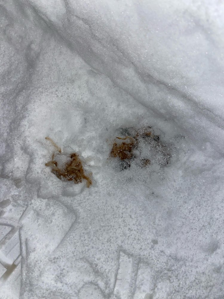 Giftköder-Wahrscheinlicher Giftköder-Profilbild