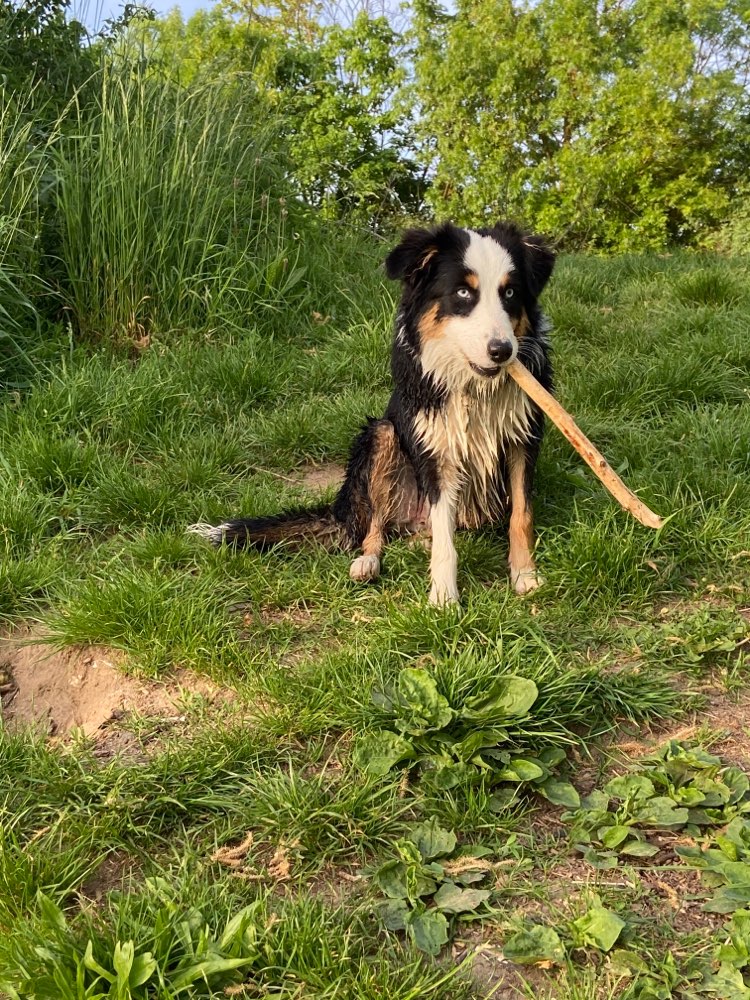 Hundetreffen-Treffen zum spielen und toben-Profilbild