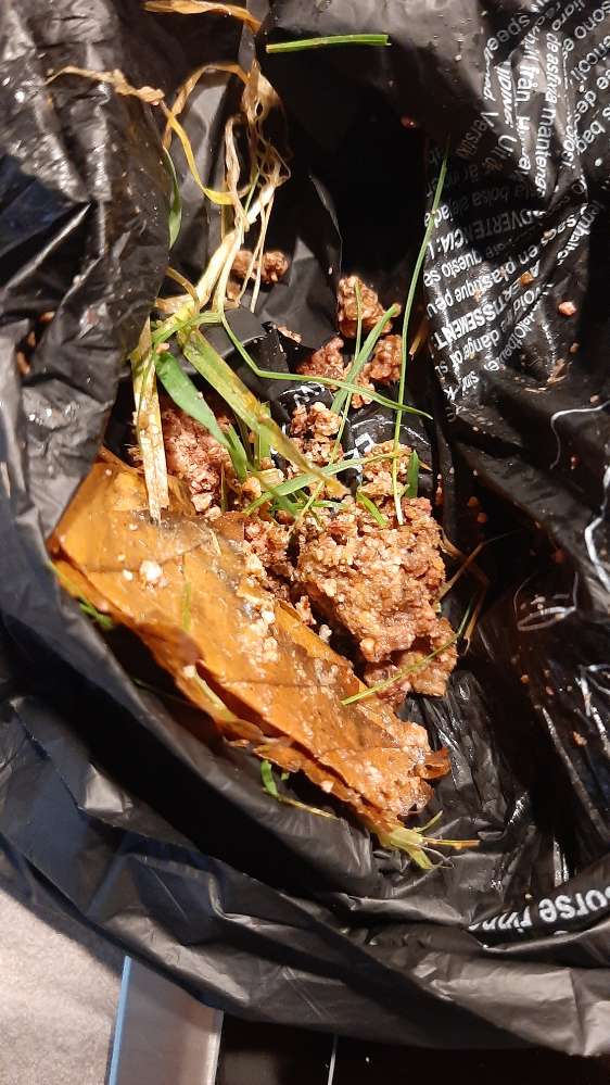 Giftköder-Möglicher Giftköder-Profilbild