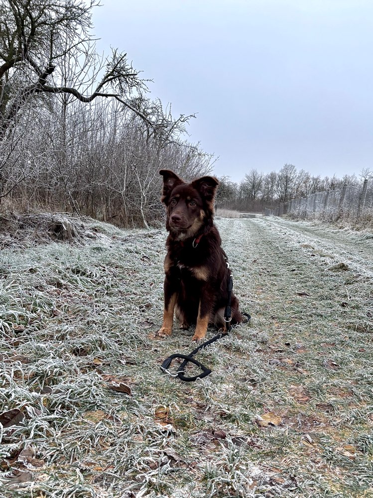 Hundetreffen-Suchen freund zum Spielen-Profilbild