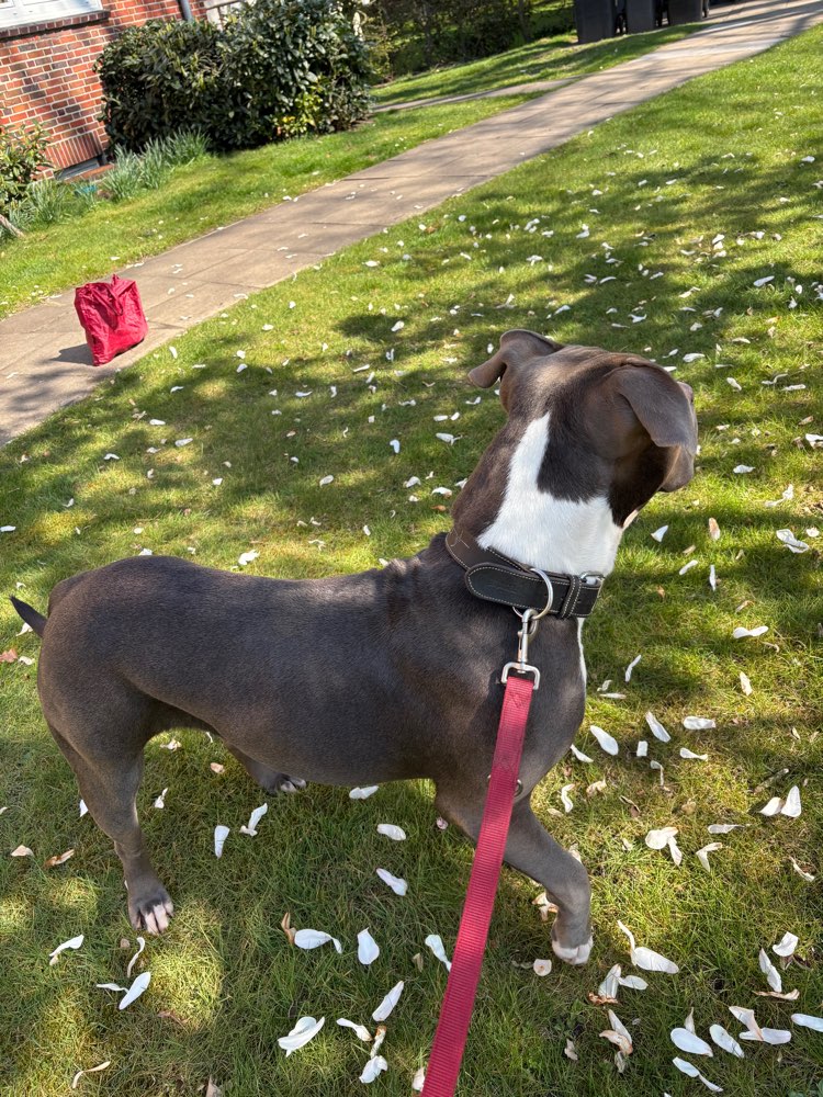 Hundetreffen-Spielkameraden in Delmenhorst-Profilbild