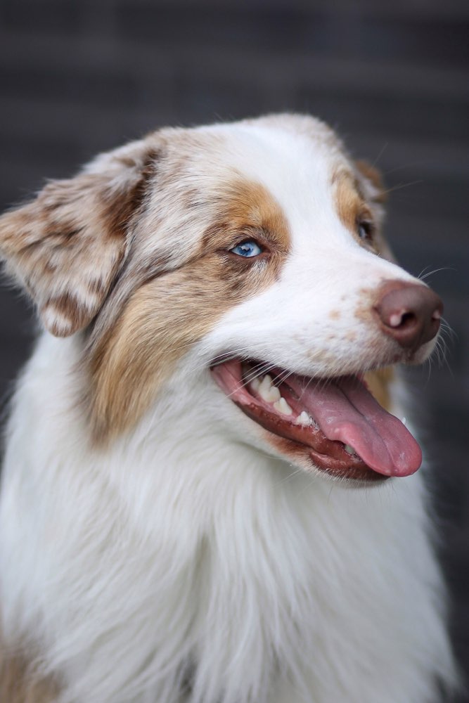 Hundetreffen-Training ohne Hundekontakt-Profilbild