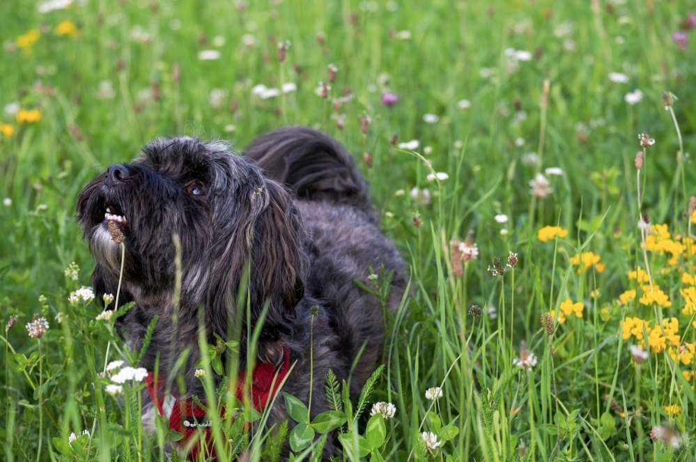 Hundetreffen-Fellfreunde für Gassi- und/ oder Spielrunden gesucht-Profilbild