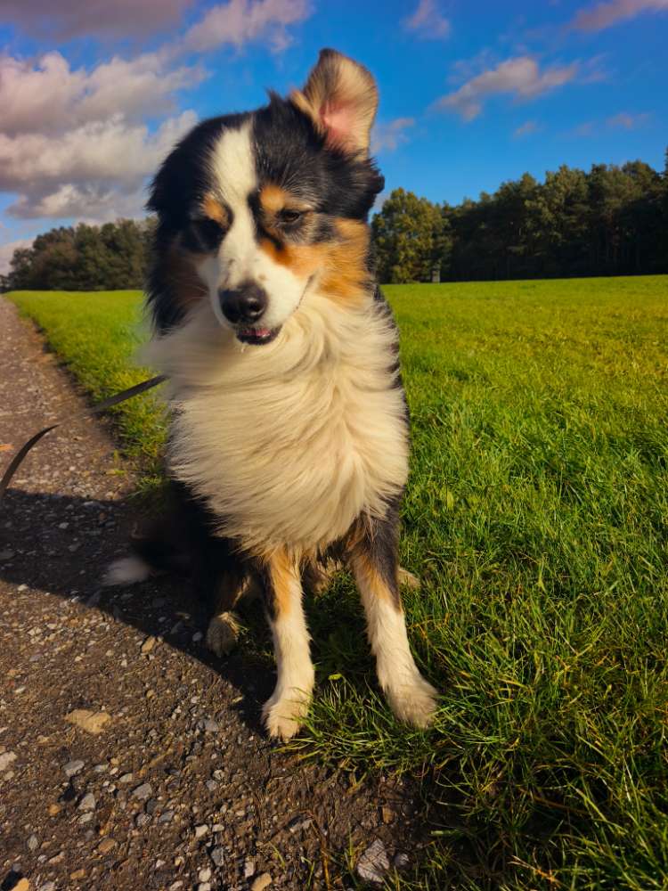 Hundetreffen-Gemeinsame Hunderunden-Profilbild