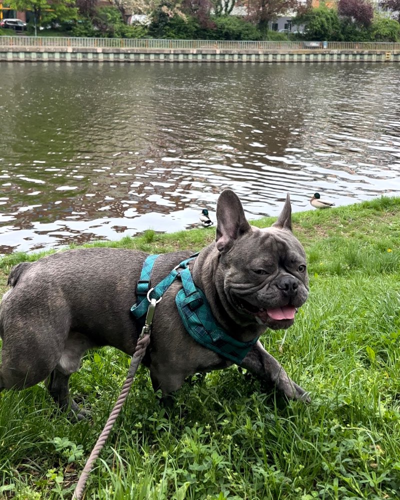 Hundetreffen-Playdate für Französische Bulldogge-Profilbild