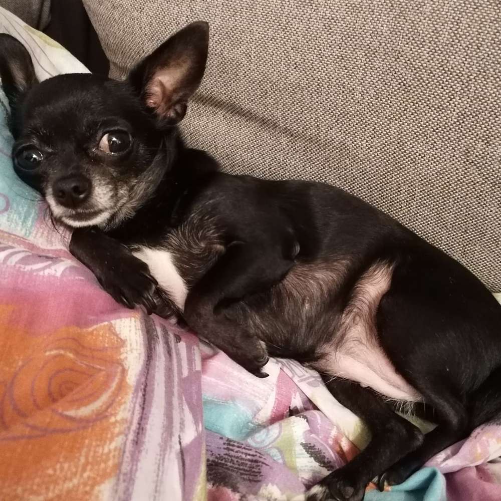 Hundetreffen-Gassi Freunde gesucht-Profilbild