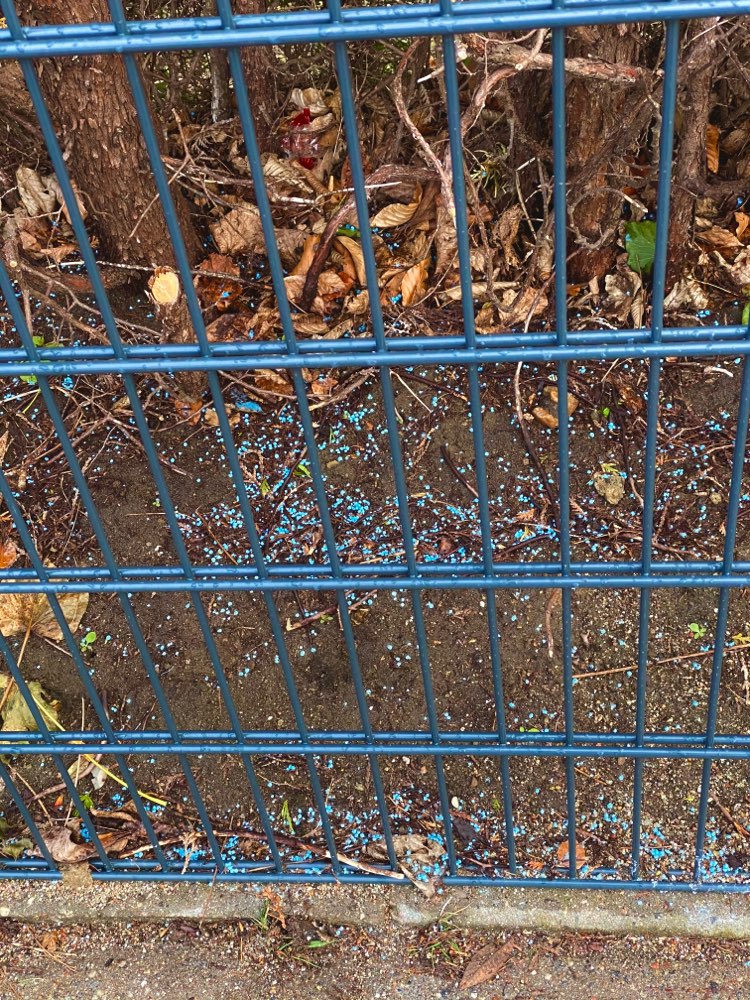 Giftköder-Blaukorn in Flottbek-Profilbild