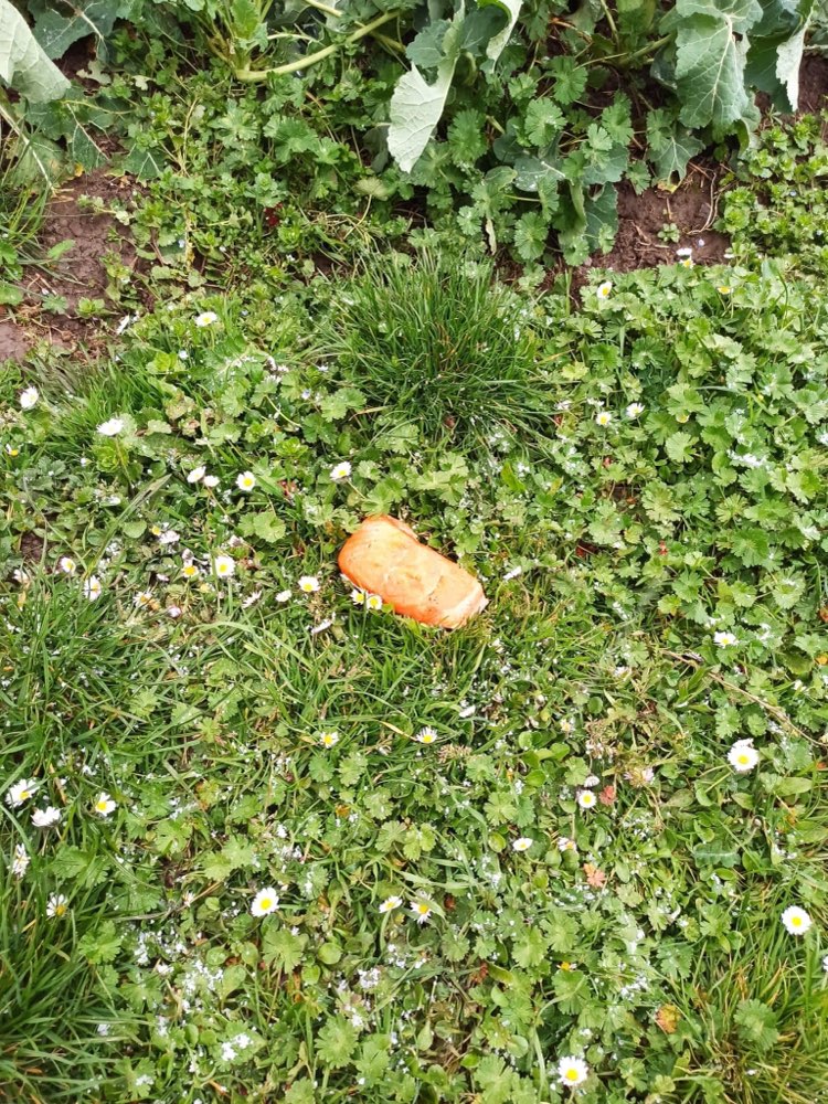 Giftköder-Vermutl. Giftköder Schafhausen/Grafenau-Profilbild