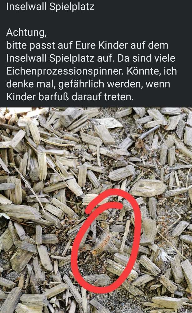 Giftköder-Eichenprozessspinner!-Profilbild