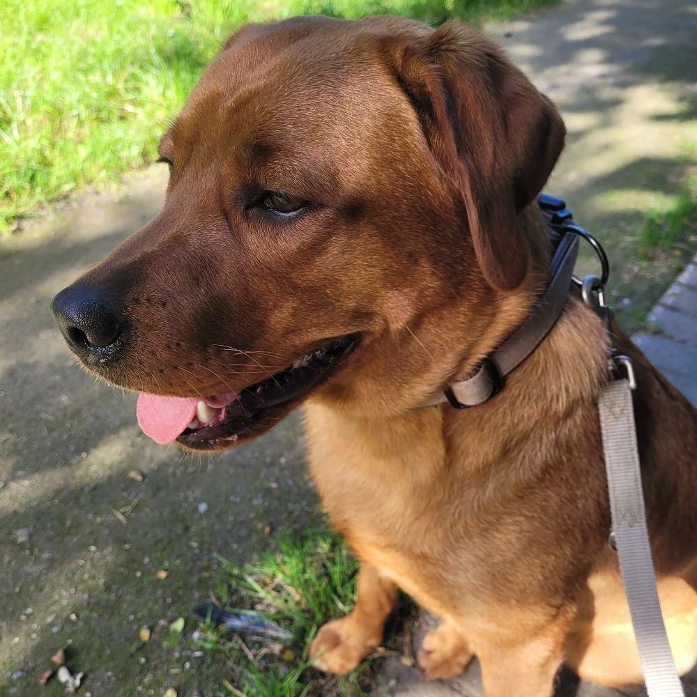 Hundetreffen-Spieltreffen-Profilbild