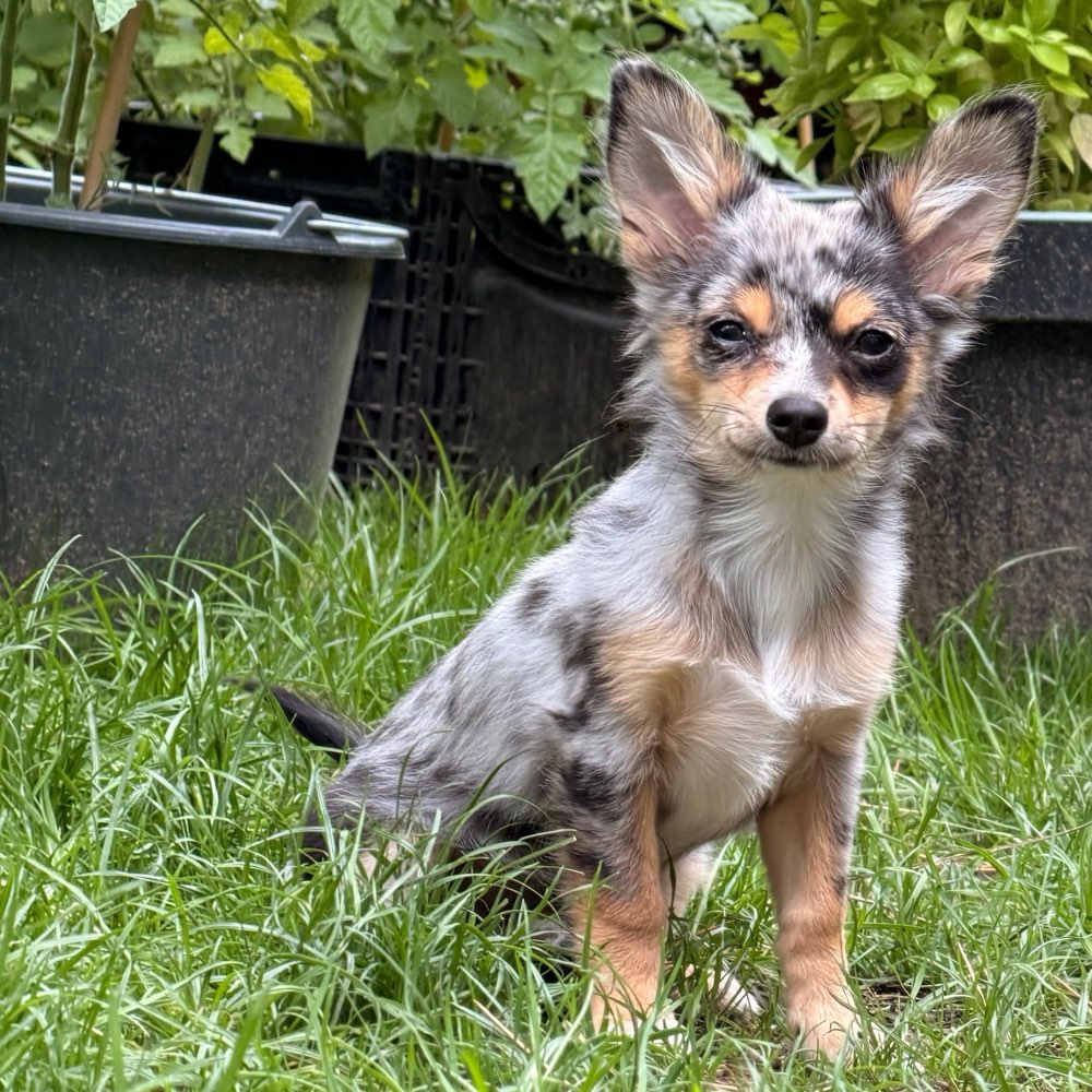 Hundetreffen-Suche Welpentreffen-Profilbild