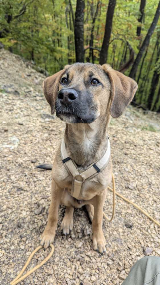 Hundetreffen-Gemeinsamer Spaziergang & Sozialisierung-Profilbild