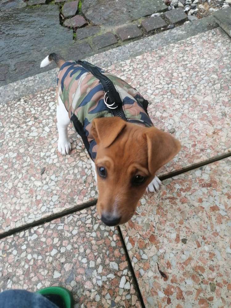 Hundetreffen-Kleinhunde / Welpentreffen Hagen-Profilbild