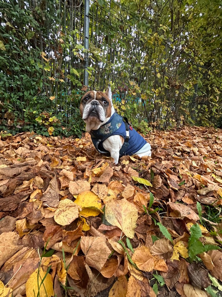 Hundetreffen-BullyTreff oder mit Hunden die nicht vor Bullys zusammen zucken🥰-Profilbild