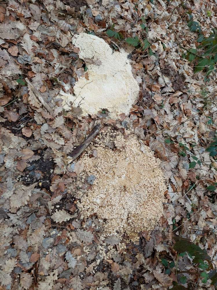 Giftköder-Mögliche Giftköder/ Verunreinigung-Profilbild