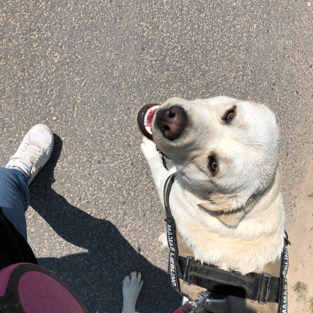 Hundetreffen-Spiel und Spaß-Profilbild