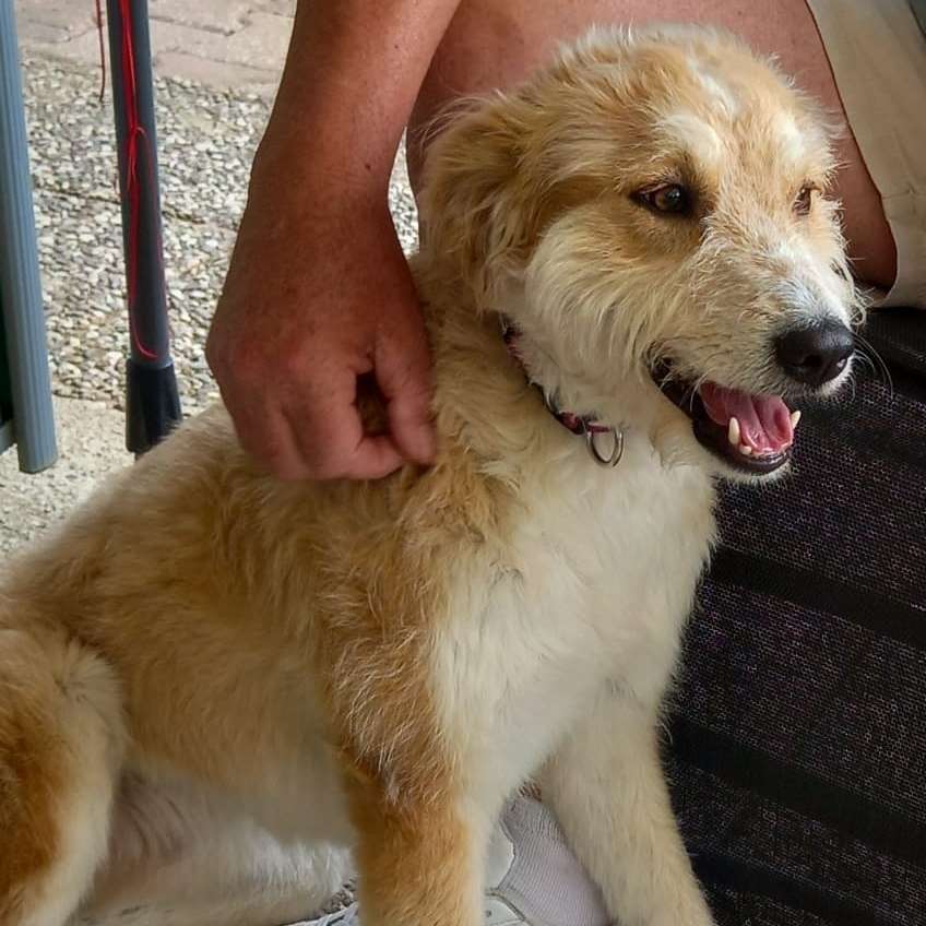 Hundetreffen-Junghündin sucht Spielkameraden-Profilbild