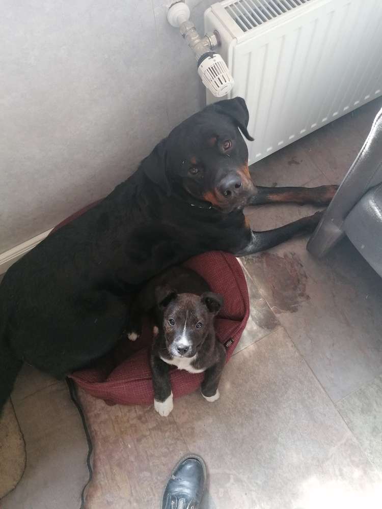 Hundetreffen-Spielkameraden gesucht :)-Profilbild