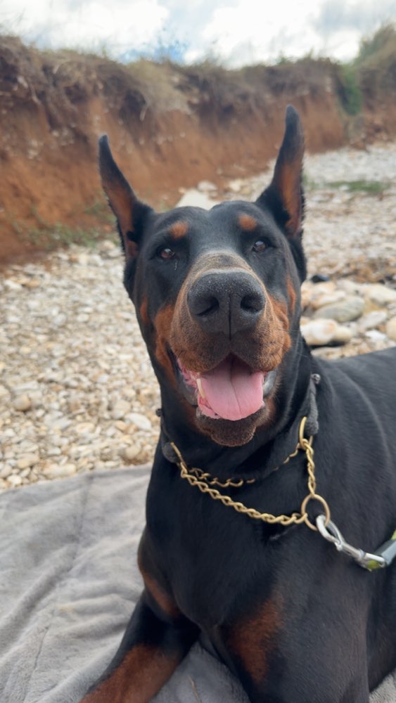 Hundetreffen-Spielkameradin gesucht-Profilbild