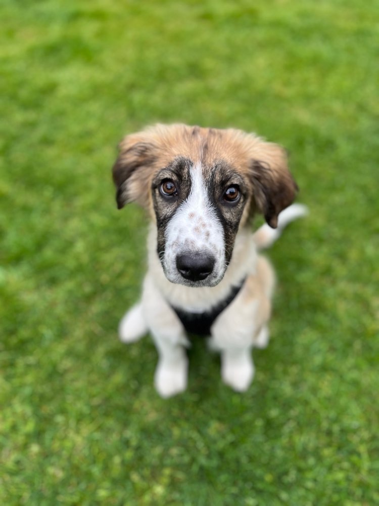 Hundetreffen-Spielrunde für Luna (4 Monate) gesucht-Profilbild