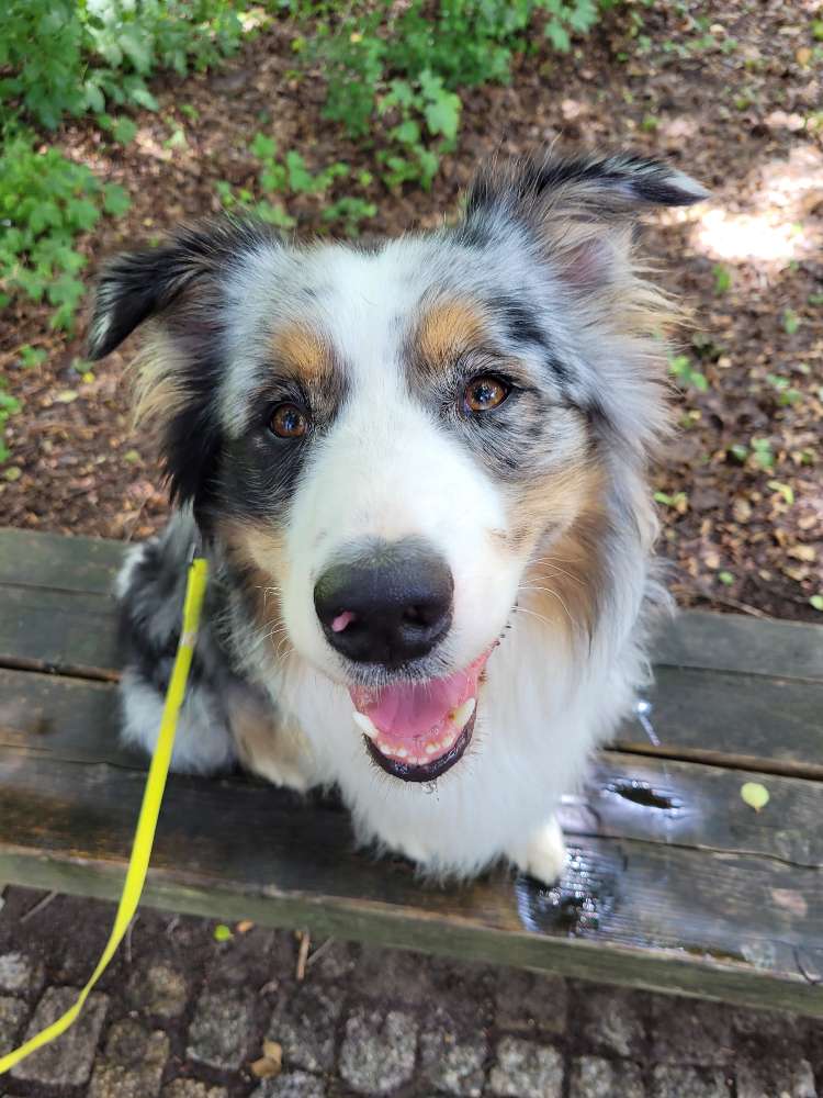 Hundetreffen-Gassi/Training (Treffpunkt variabel)-Profilbild