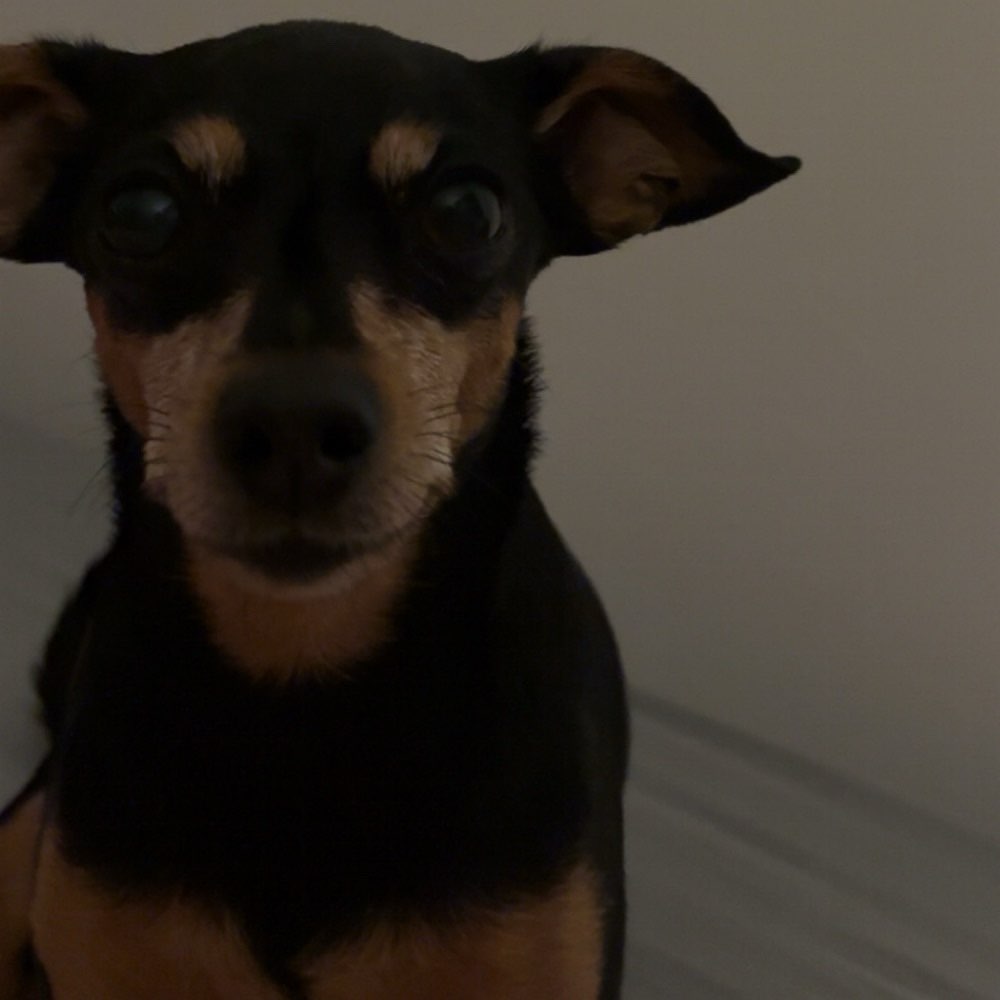 Hundetreffen-Suche Hundesitter/ gegenseitige Betreuung-Profilbild