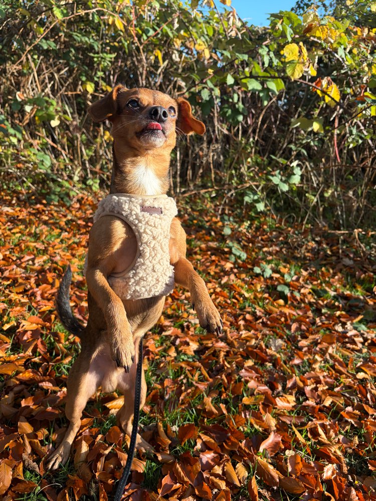 Hundetreffen-Gassi Runden-Profilbild