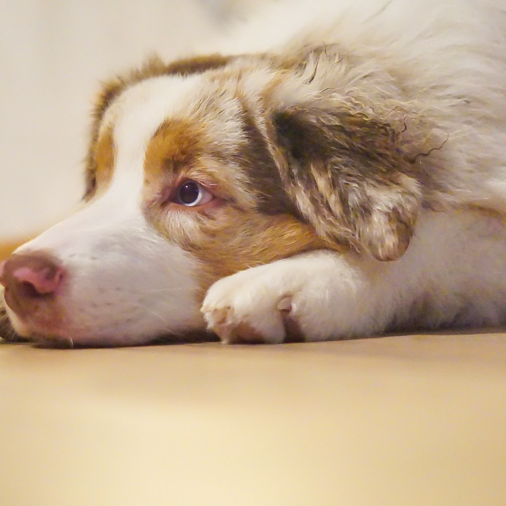 Hundetreffen-Welpentreff 🤗-Profilbild