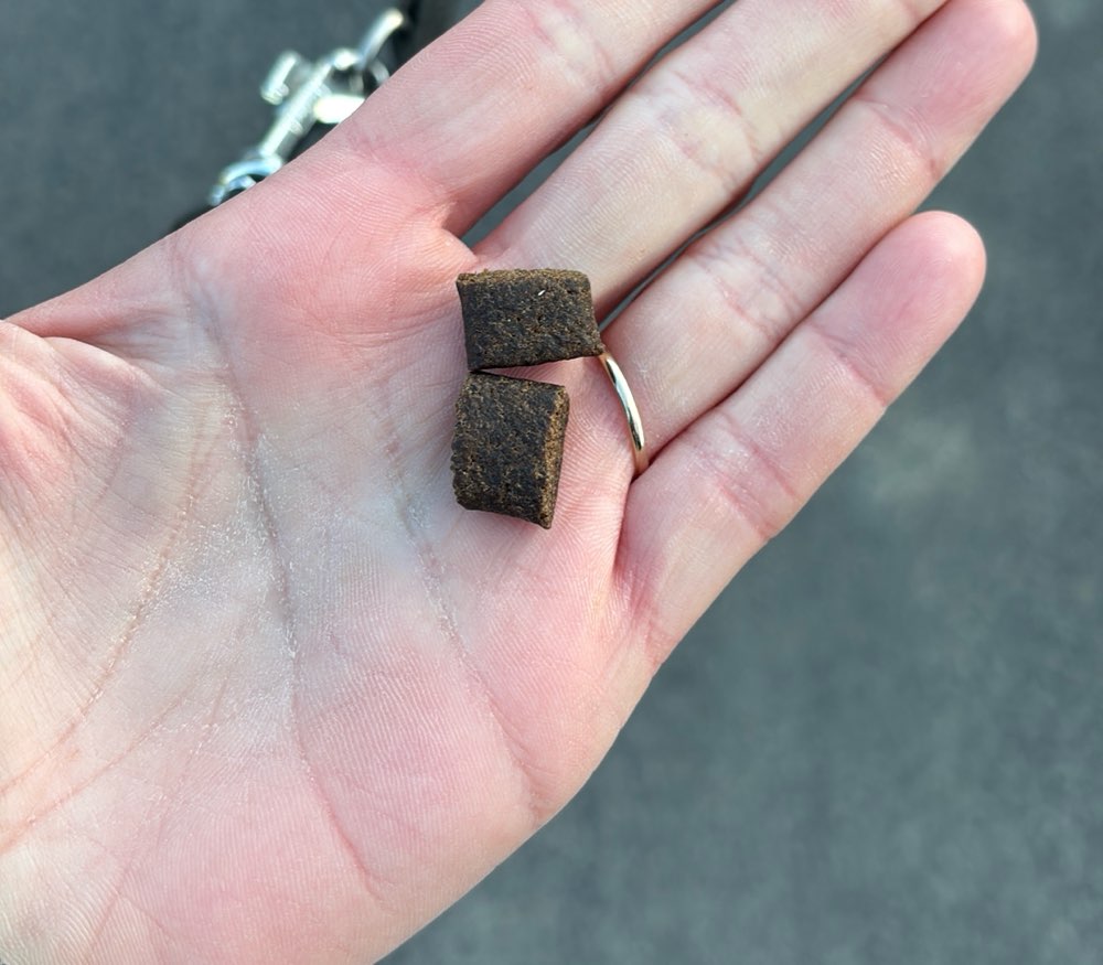 Giftköder-Eventuell Giftköder?!-Profilbild