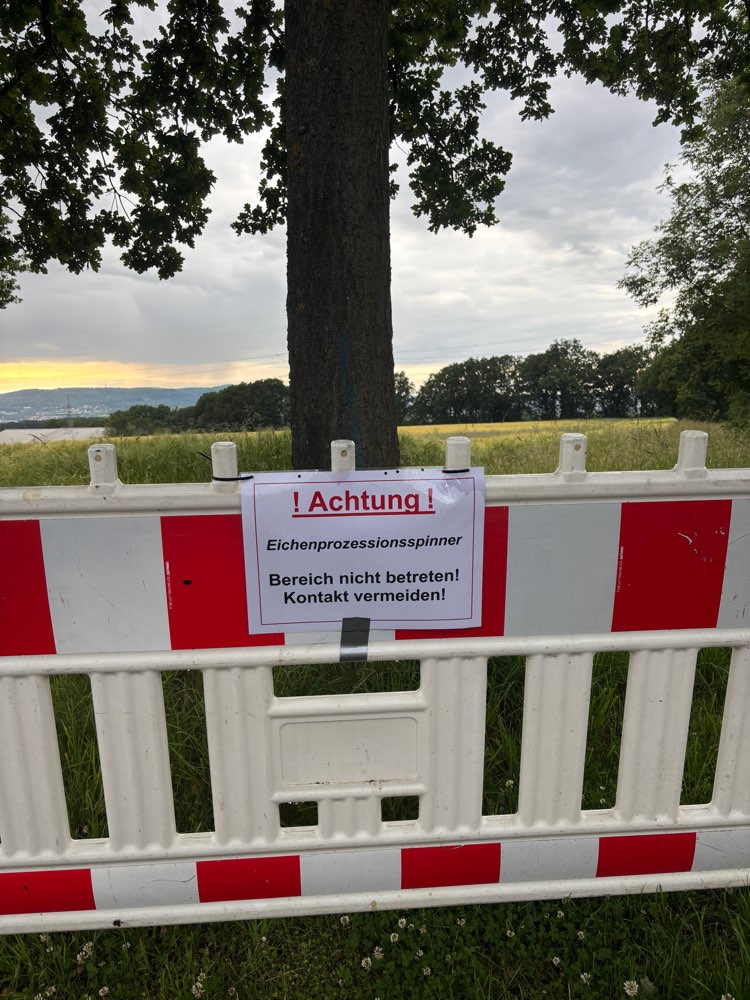 Giftköder-Eichenprozessionsspinner-Profilbild