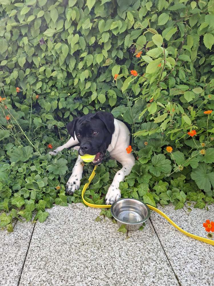 Hundetreffen-Spielgefährten gesucht-Profilbild