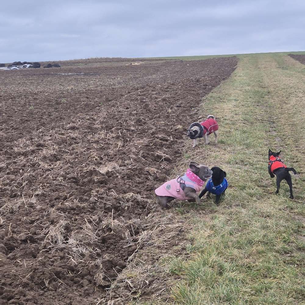 Hundetreffen-Frenchi und Mops treffen-Profilbild