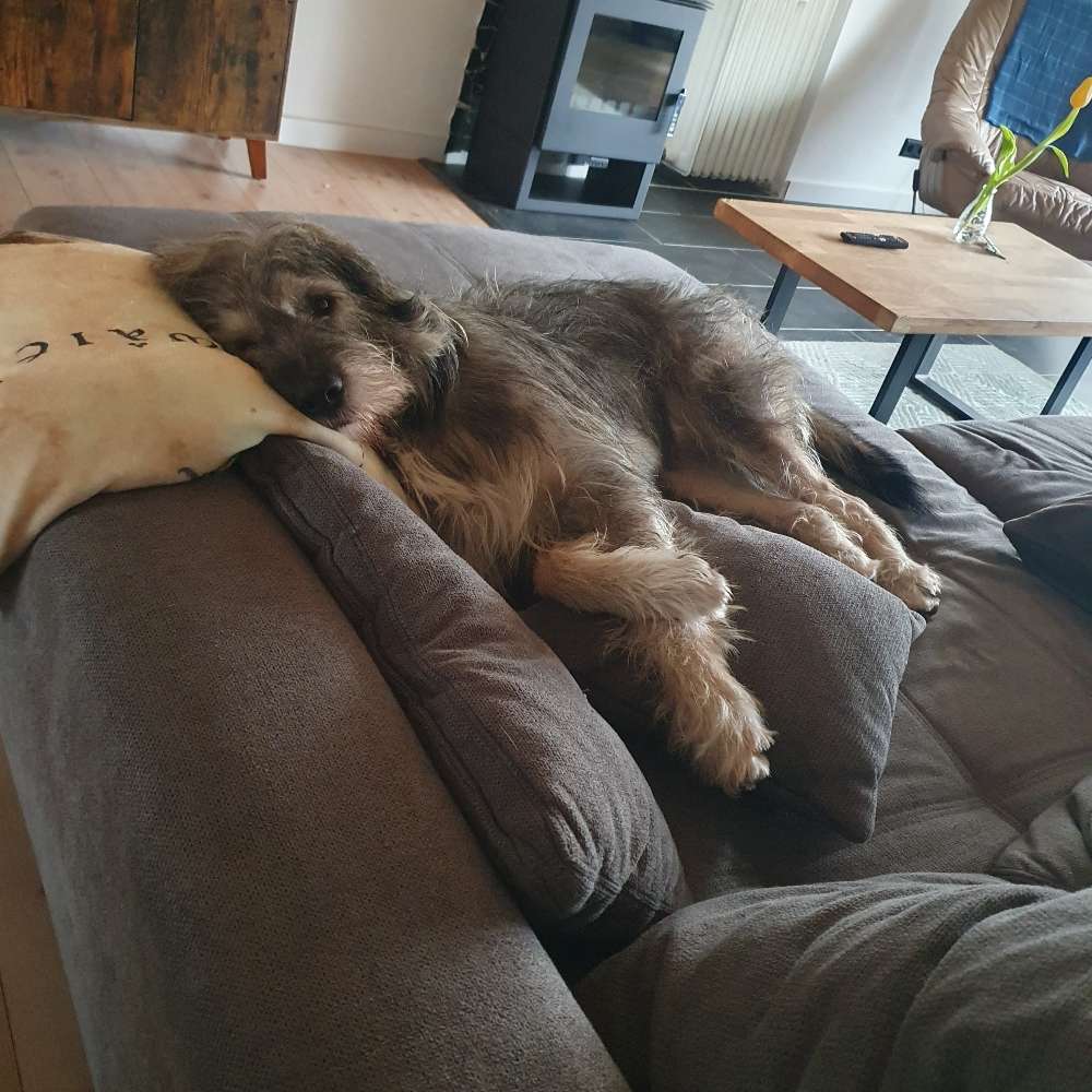 Hundetreffen-Gassirunde/Hundetraining - Spielrunde Hixterwald-Profilbild