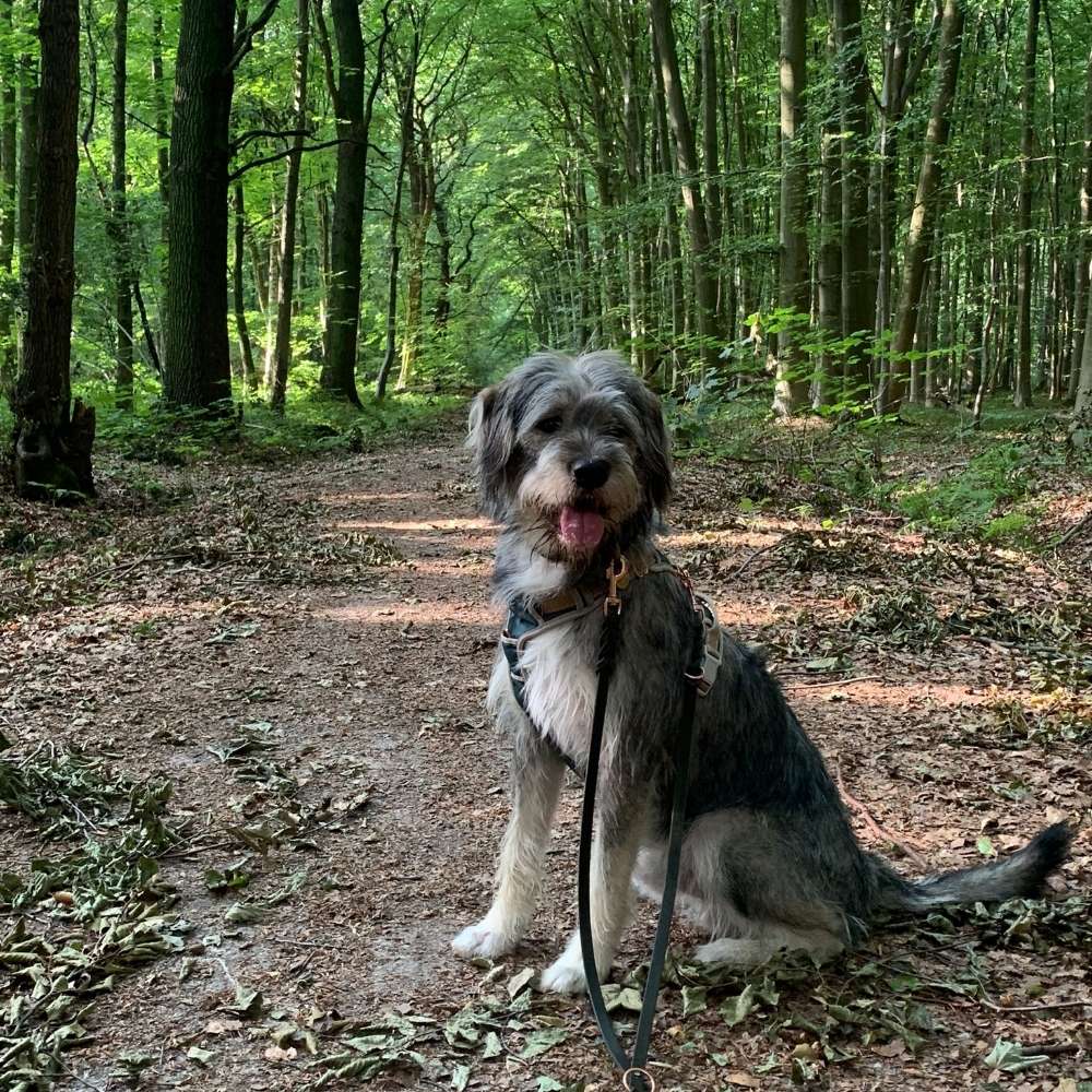Hundetreffen-Hundebegegnungen üben-Profilbild