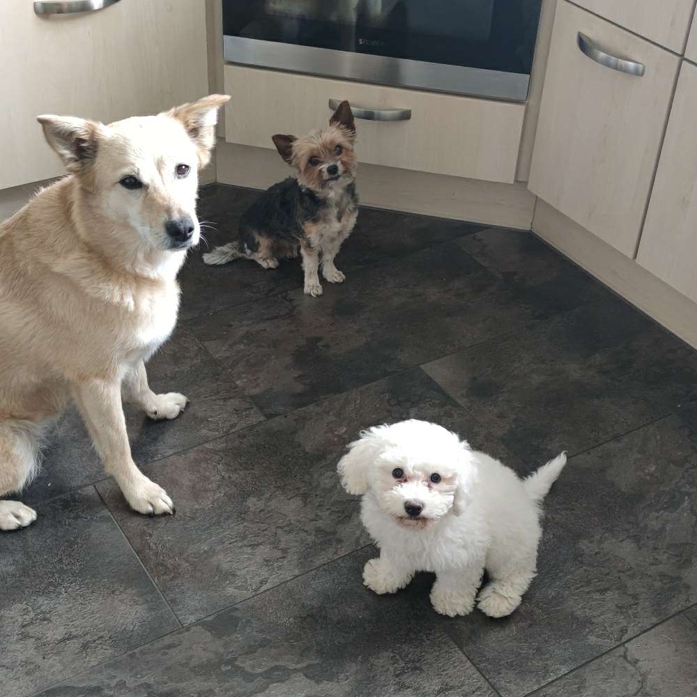 Hundetreffen-Welpentreffen-Profilbild