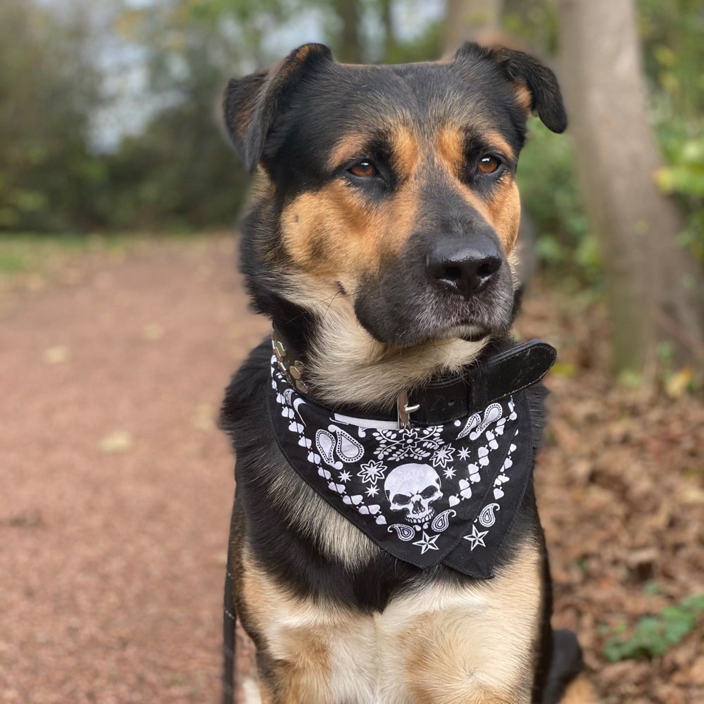 Hundetreffen-Spaziergang-Profilbild