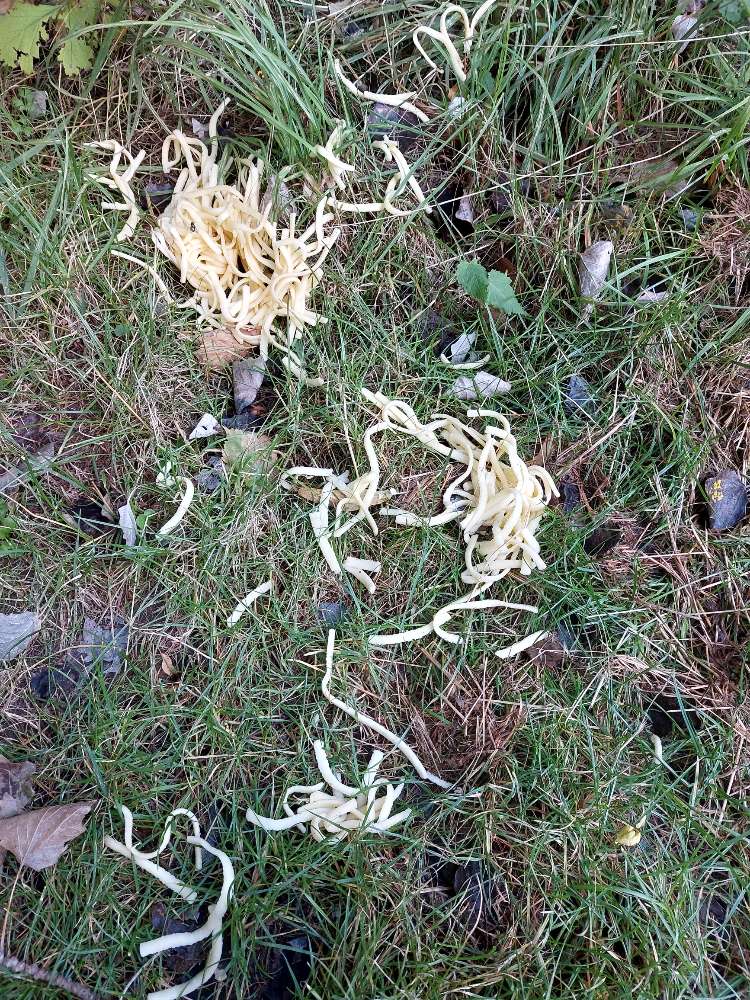 Giftköder-Nudeln im Gras-Profilbild