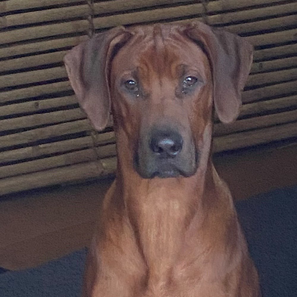 Hundetreffen-Play date for Junghund-Profilbild