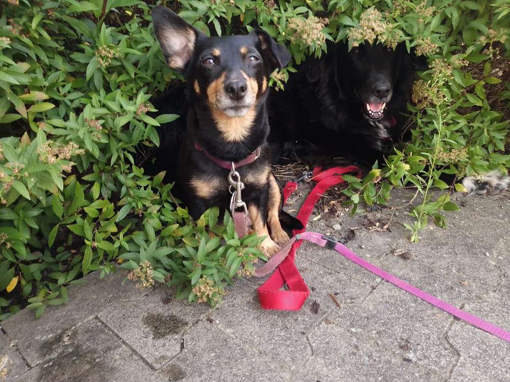 Hundetreffen-Gassi Runden-Profilbild